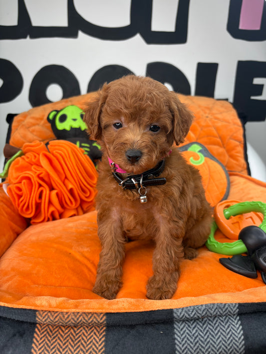 Red Male Toy Poodle (Deposit Only‼️ Please Read The DESCRIPTION Below‼️)