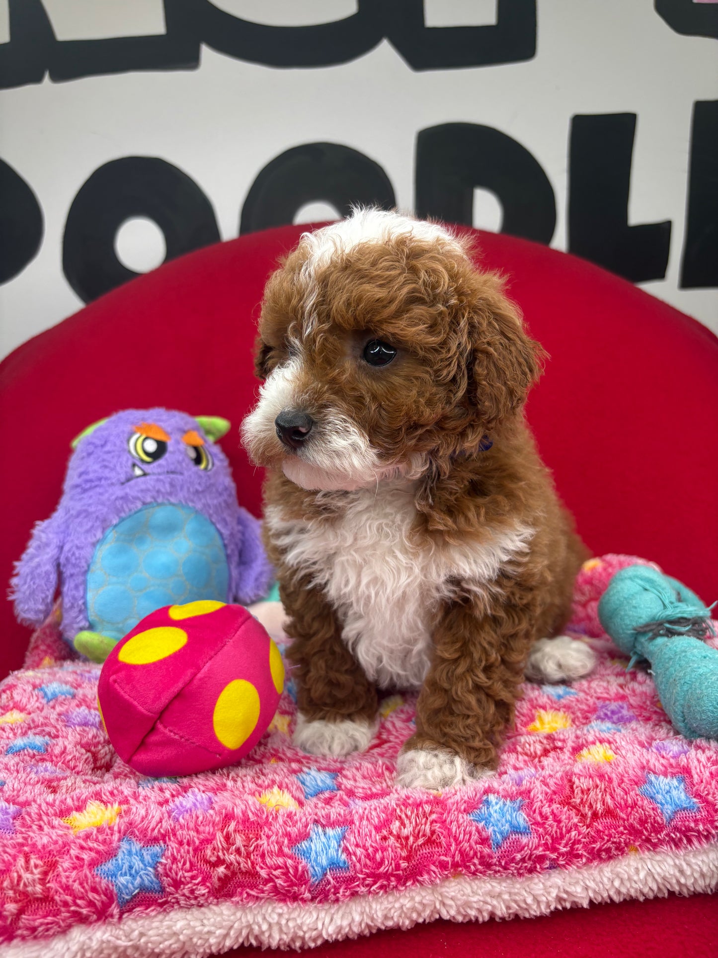 Dark Red And White Male Miniture Poodle (Deposit Only, Please Read The Description Below‼️)
