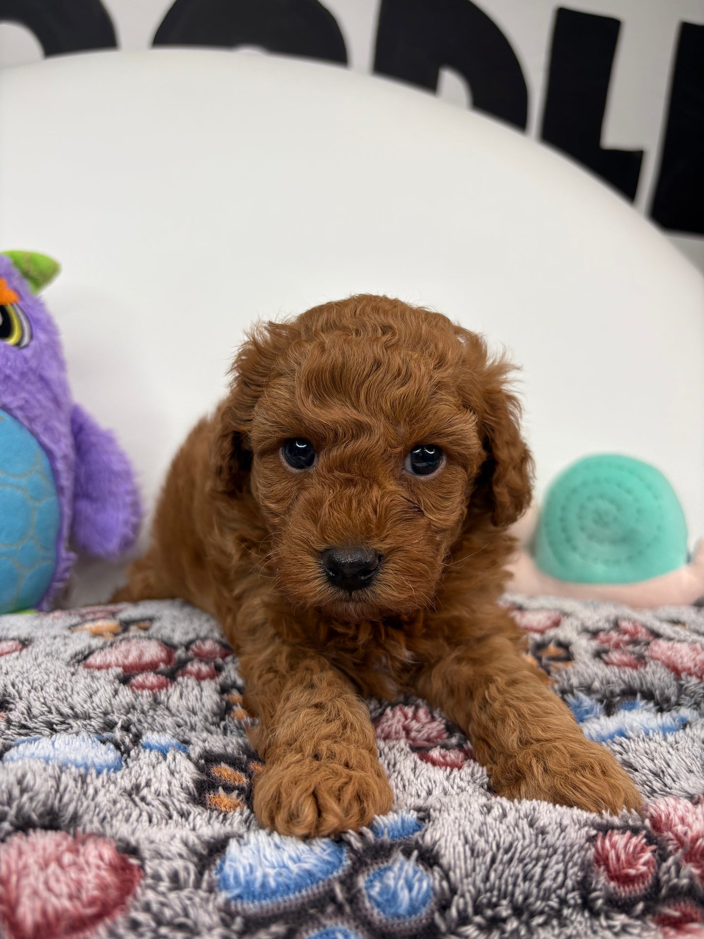Harper The Dark Red Male Miniature Poodle (Deposit Only ‼️ Please Read The DESCRIPTION Below‼️)