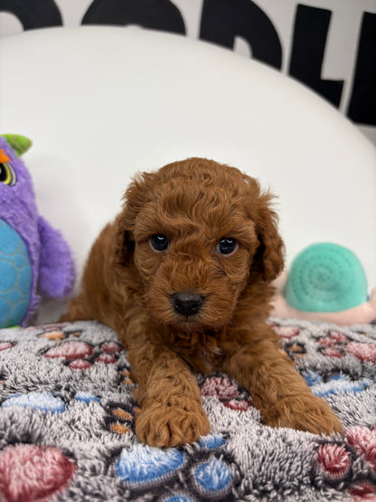 Harper The Dark Red Male Miniature Poodle (Deposit Only ‼️ Please Read The DESCRIPTION Below‼️)
