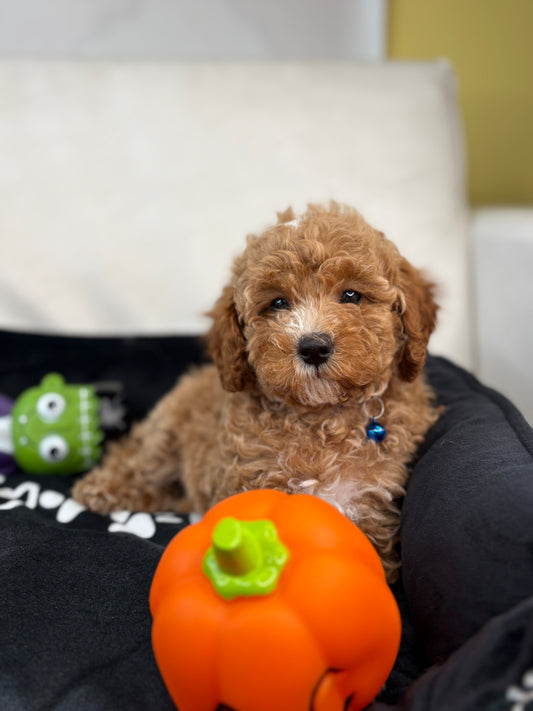 Apricot Female Miniature Poodle PROMOTION PUP (Deposit Only ‼️ Please Read The DESCRIPTION Below‼️)