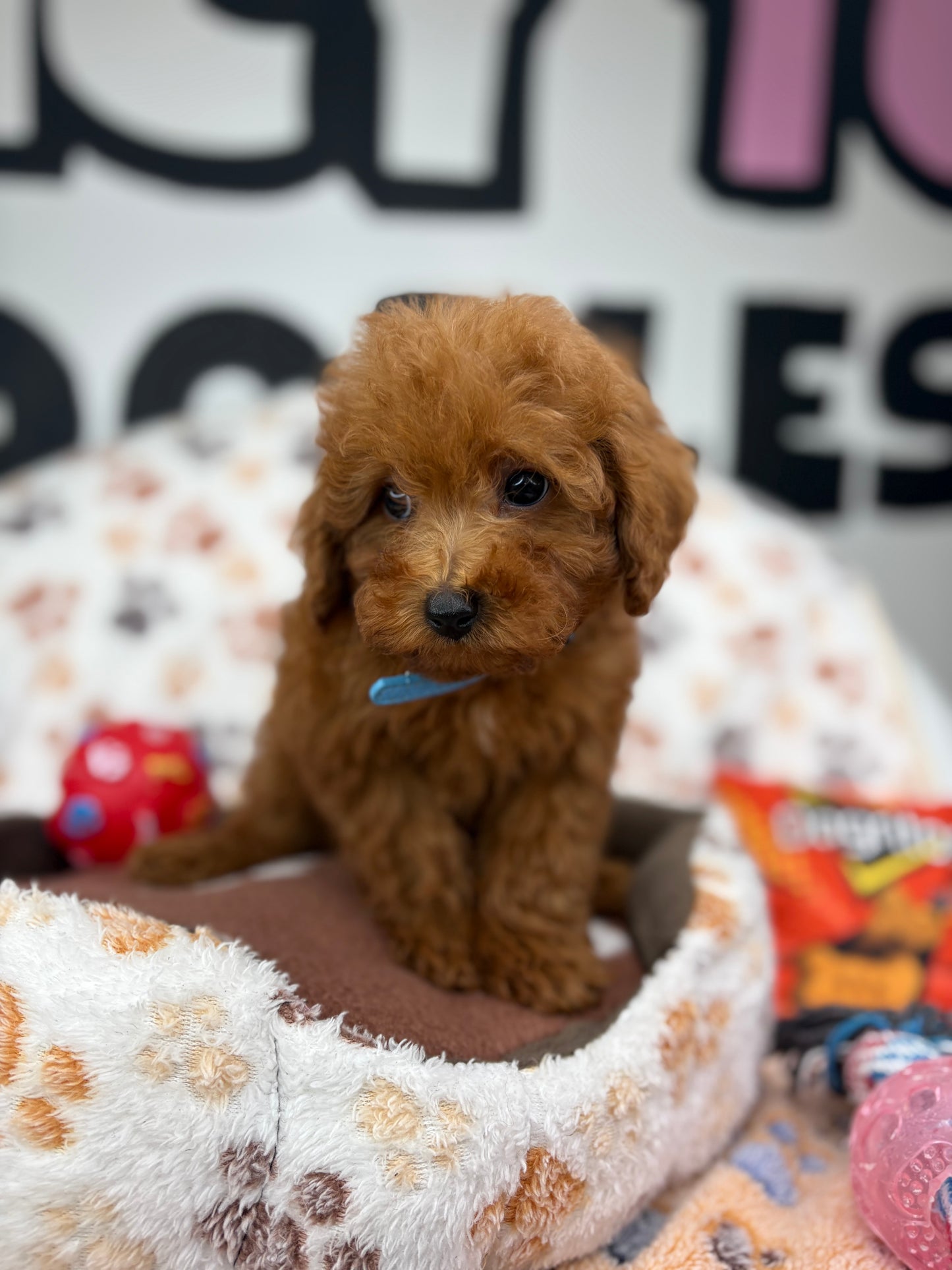 Apricot Male Toy Poodle ( Deposit Only, Please Read The DESCRIPTION Below‼️)