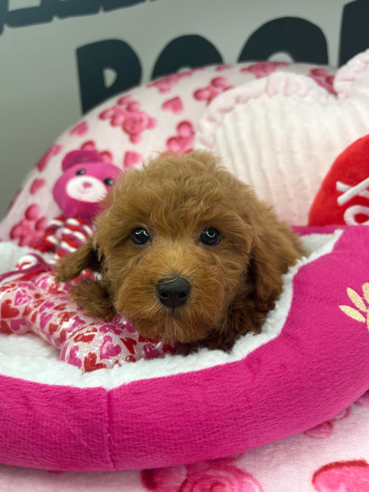 Apricot Male Toy Poodle ‼️(Deposit Only ‼️ Please Read The Description Below ‼️)