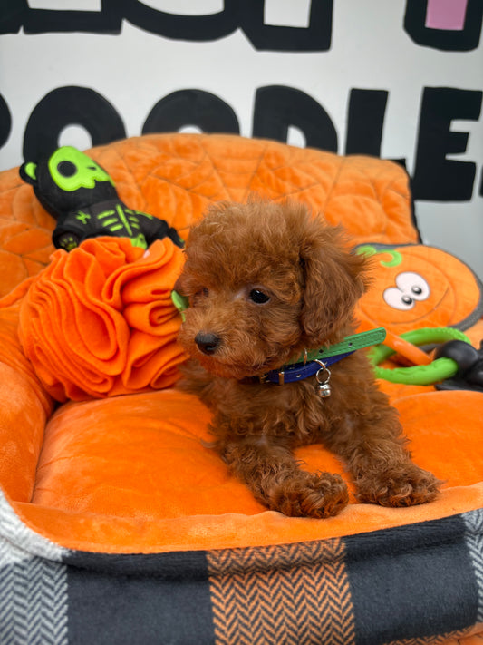 Red Male Toy Poodle (Deposit Only ‼️ Please Read DESCRIPTION Below‼️)