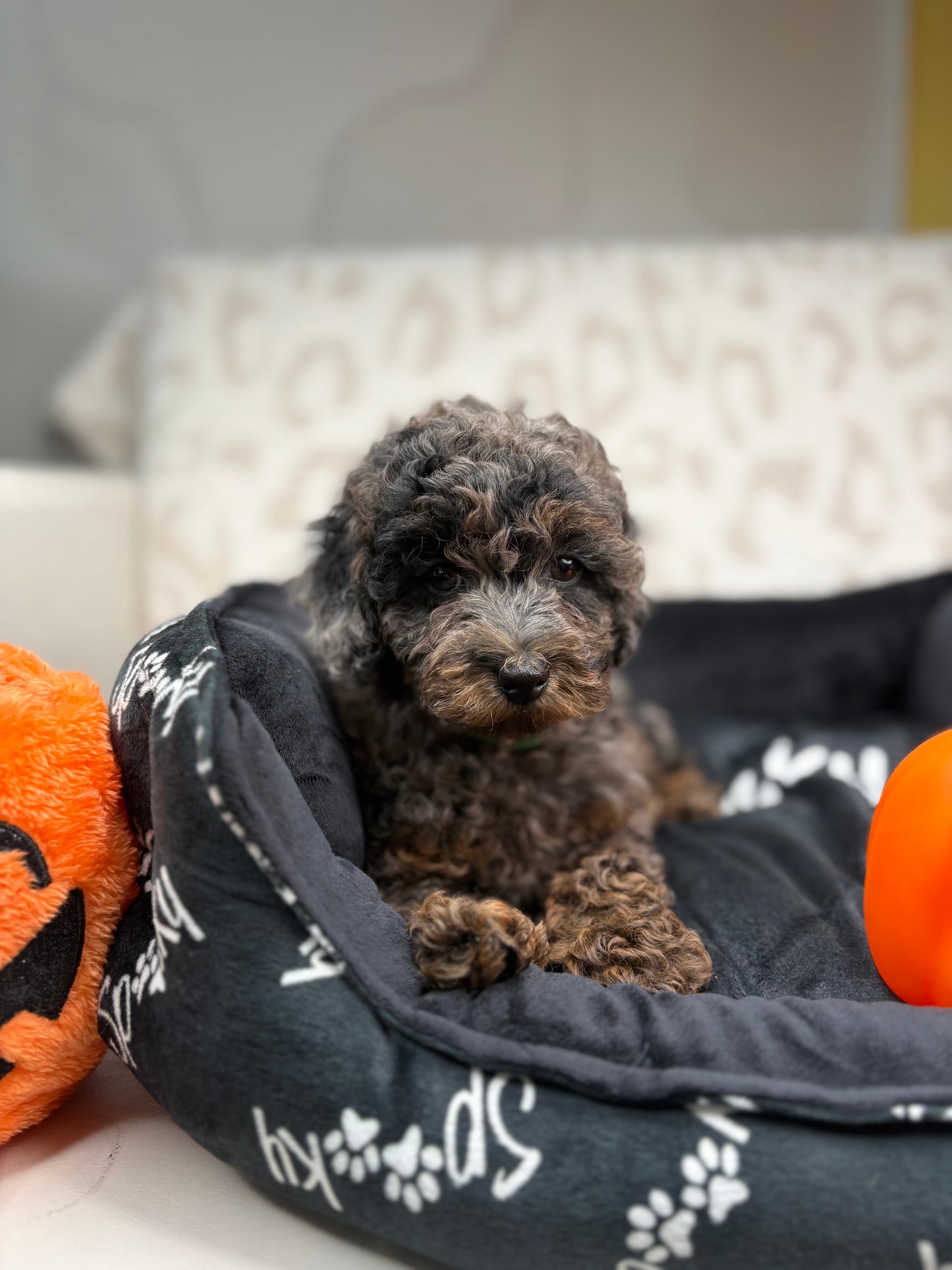 Merle Phantom Female Toy Poodle (Deposit Only‼️ Please Read The Description Below‼️)