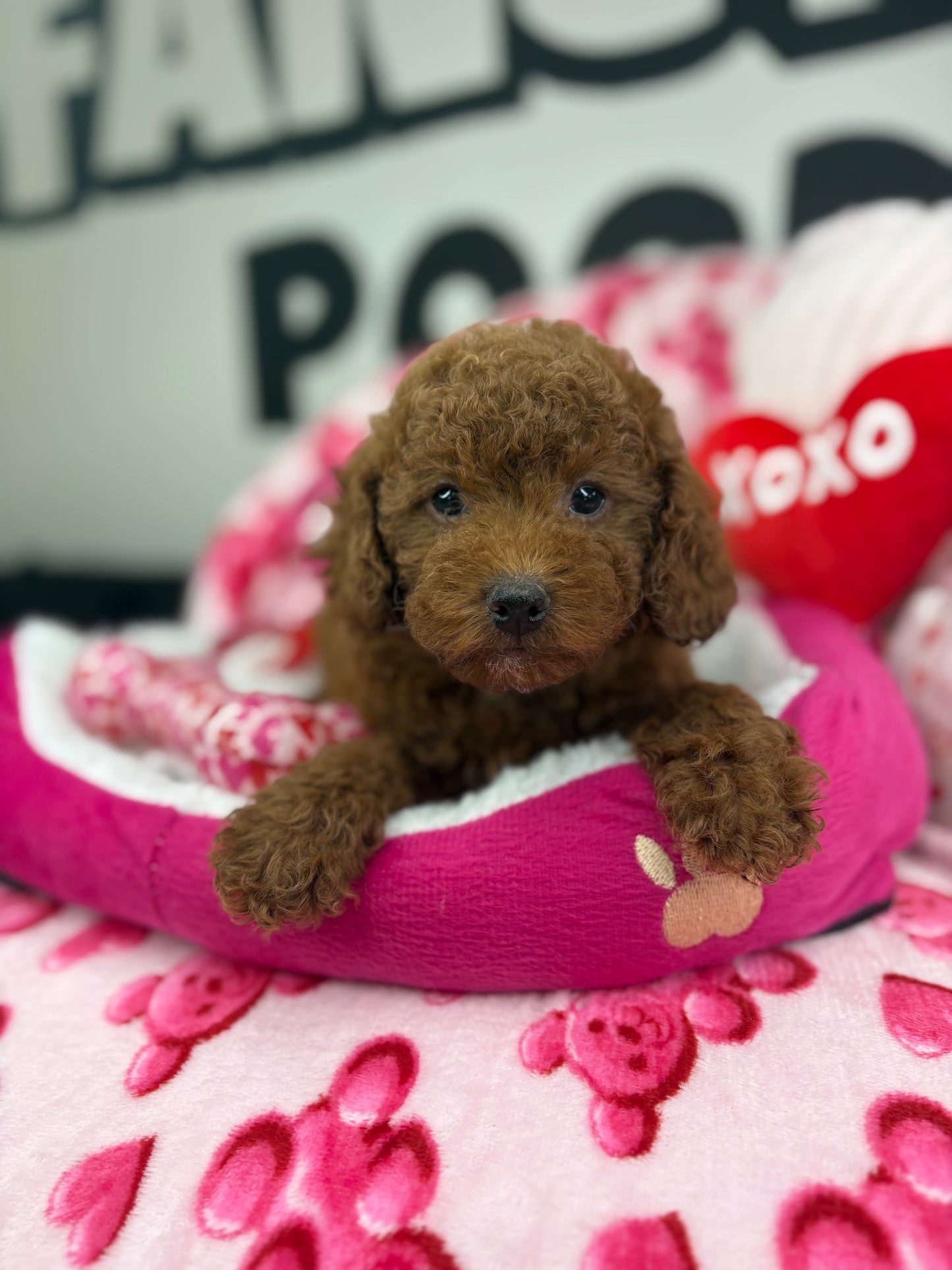 Dark Male Toy Poodle 🐩 (Deposit Only ‼️ Please Read The Description Below ‼️)