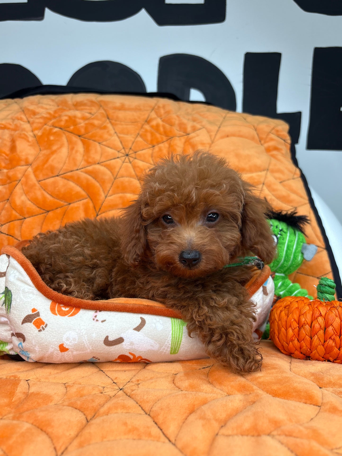 Red Male Teacup Poodle (Deposit Only‼️ Please Read The Description Below‼️)