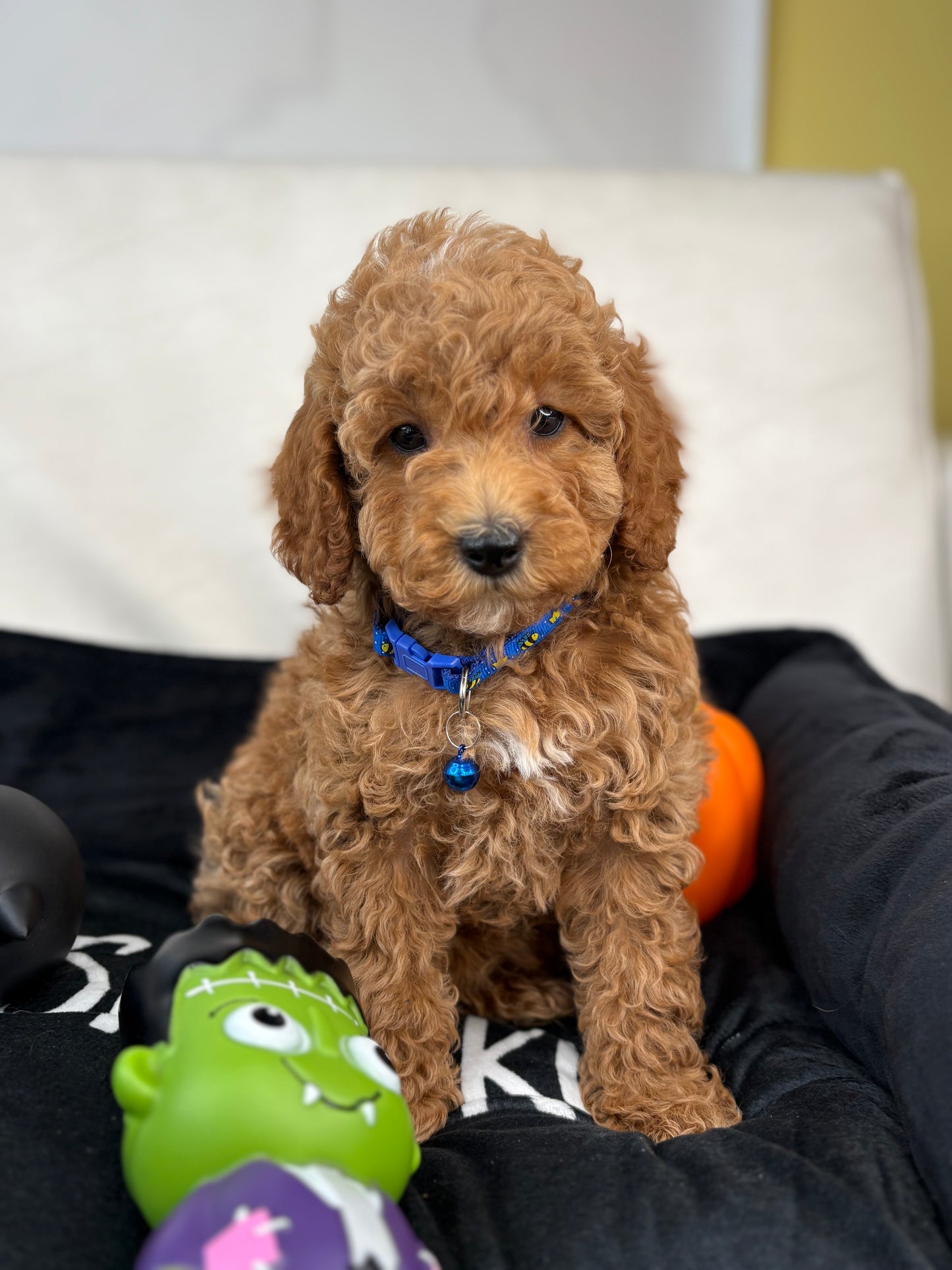 Apricot Male Miniature Poodle (Deposit Only ‼️ Please Read The DESCRIPTION Below‼️)