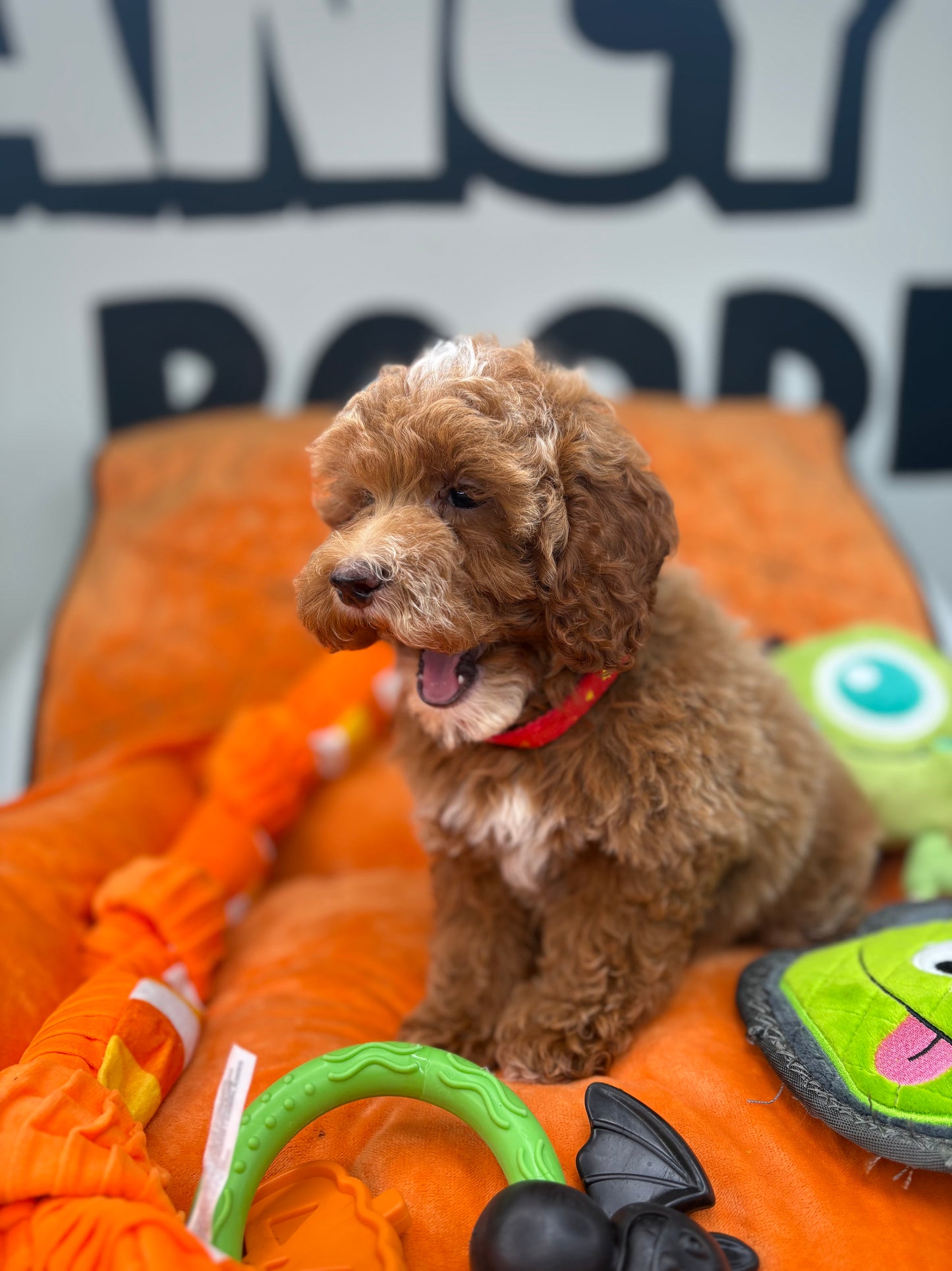 Dark Red And White Female Miniture Poodle (Deposit Only, Please Read The Description Below‼️)