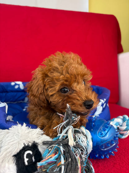 Dark Red Female Teacup Poodle 🐩(Deposit Only ‼️ Please Read The DESCRIPTION Below‼️)