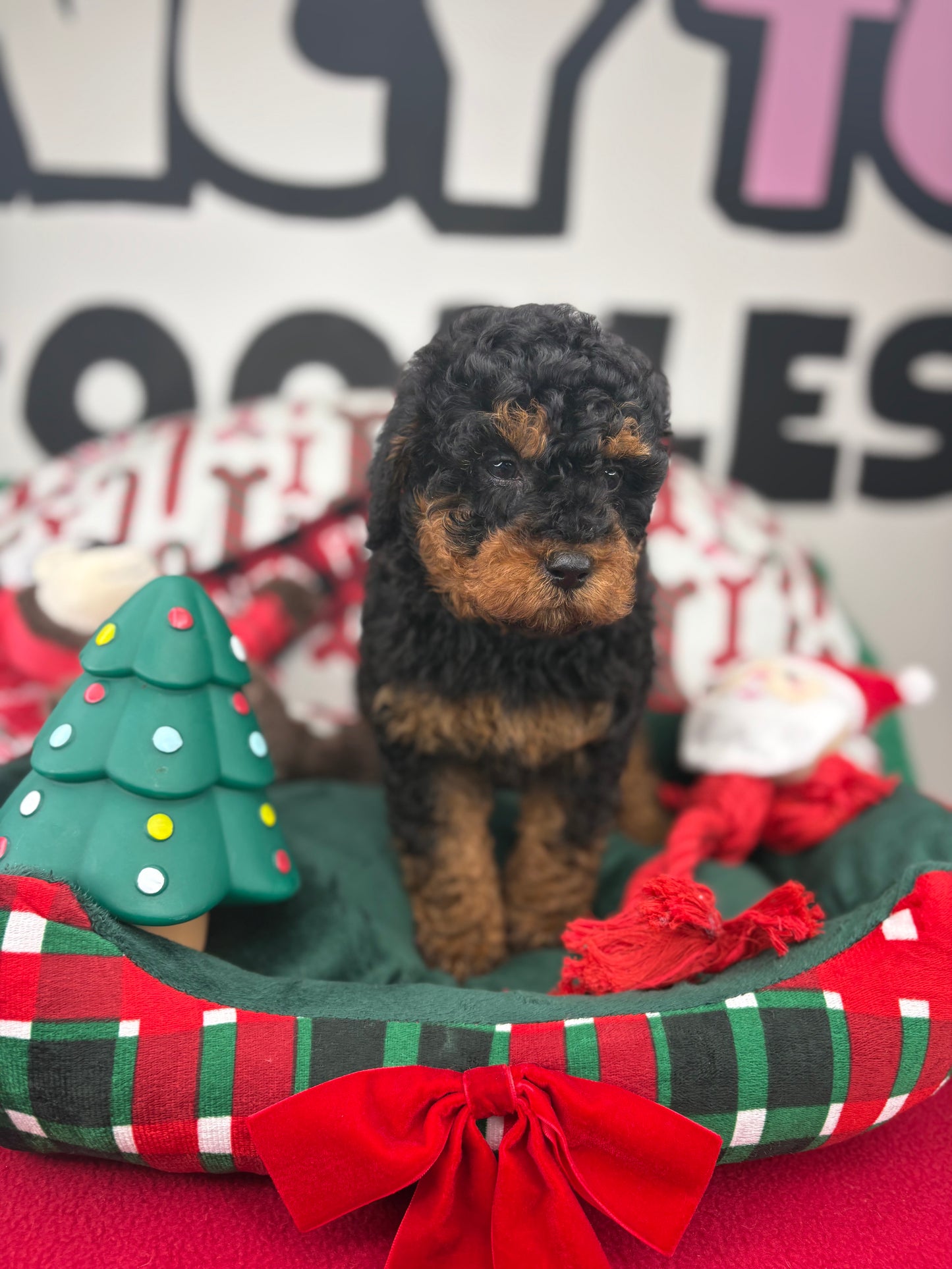 Red Phantom Male Toy Poodle 🐩 (Deposit Only‼️Please Read The Description Below‼️)