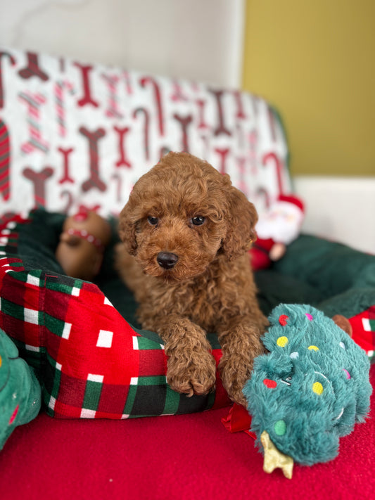 Red Male Toy Poodle 🐩 (Deposit Only‼️Please Read The Description Below‼️)