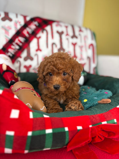 Dark Red Female Toy Poodle (Deposit Only‼️Please Read The Description Below‼️)