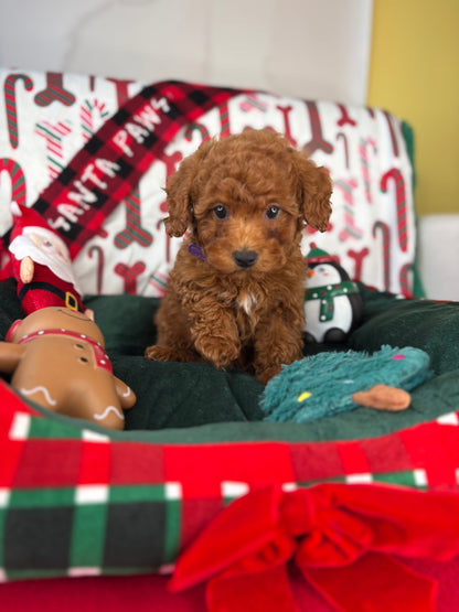 Dark Red Female Toy Poodle (Deposit Only‼️Please Read The Description Below‼️)