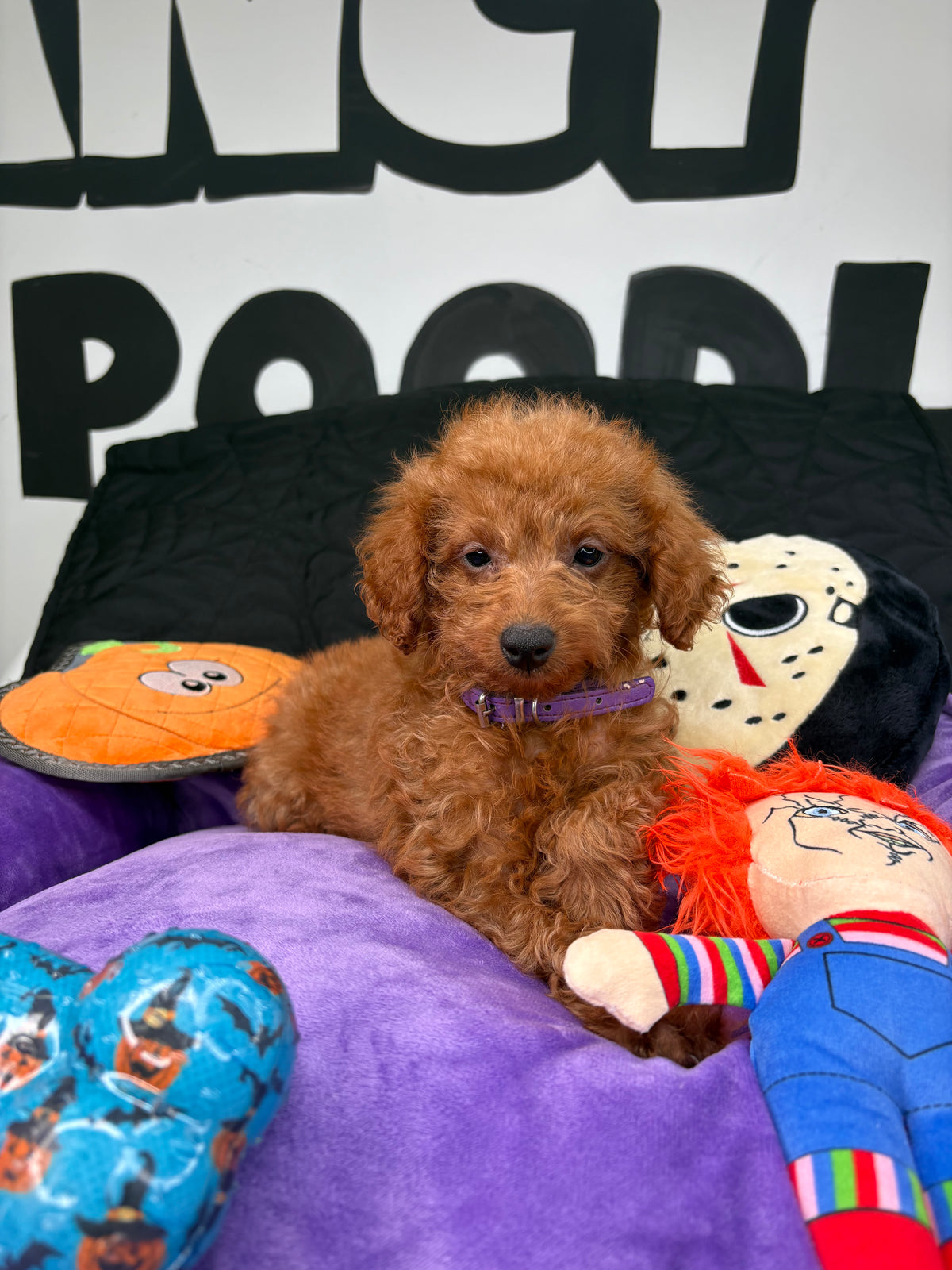 Apricot Male Teacup Poodle (Deposit Only‼️Please Read The Description Below‼️)