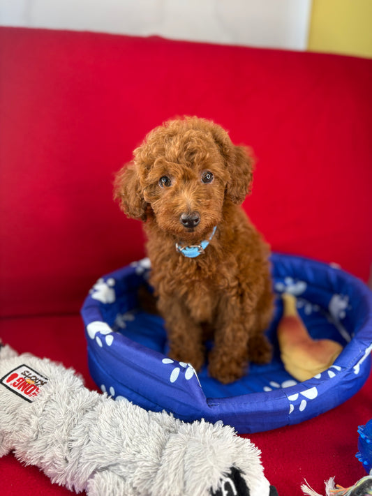 Red Female Toy Poodle ( Deposit Only, Please Read The DESCRIPTION Below‼️)