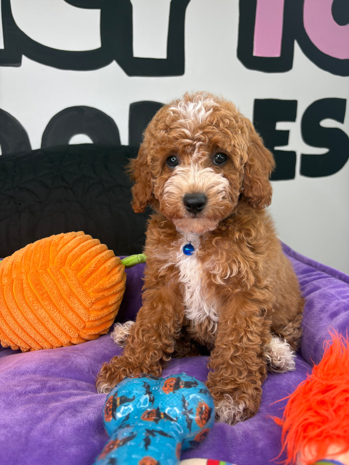 Red Male Miniture Poodle (Deposit Only, Please Read The Description Below‼️)