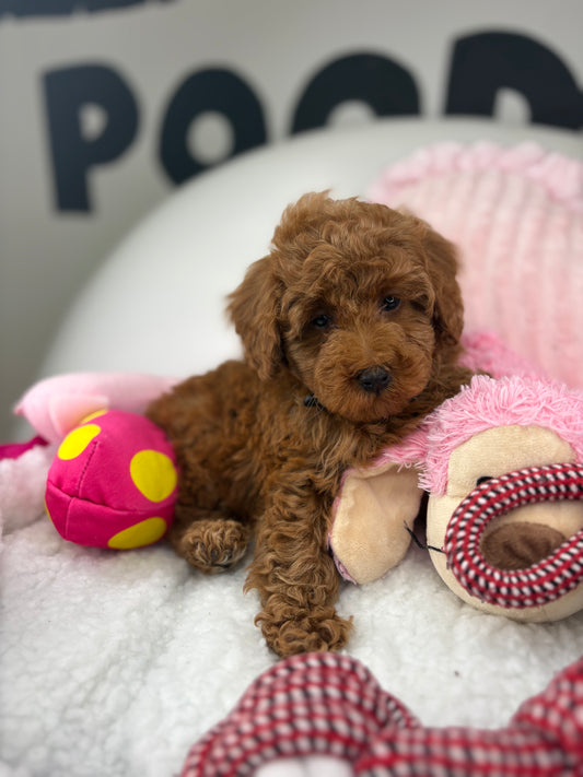 Red Male Toy Poodle 🐩 (Deposit Only‼️Please Read The Description Below‼️)
