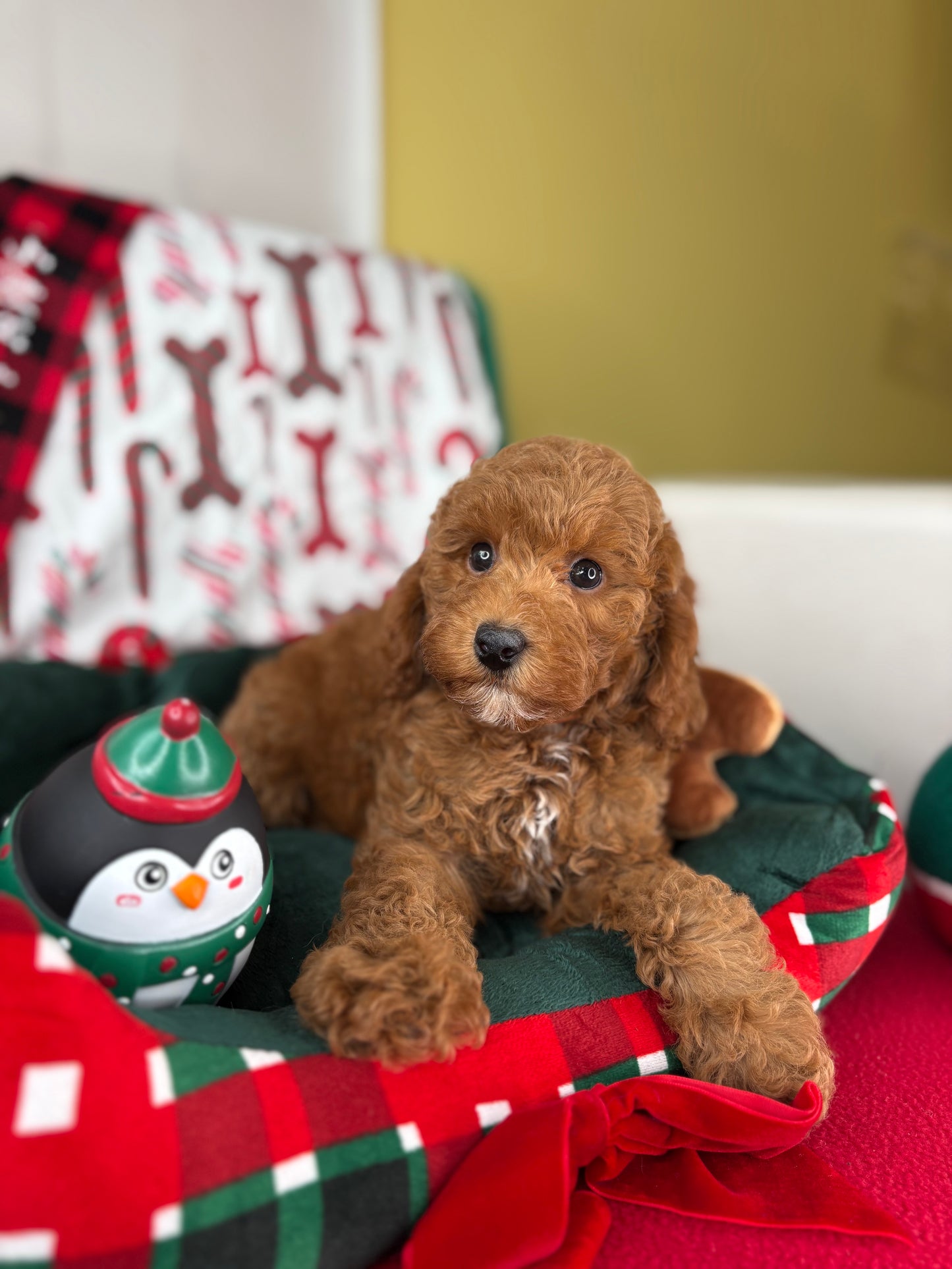 Red Male Toy Poodle (Deposit Only ‼️ Please Read DESCRIPTION Below‼️)