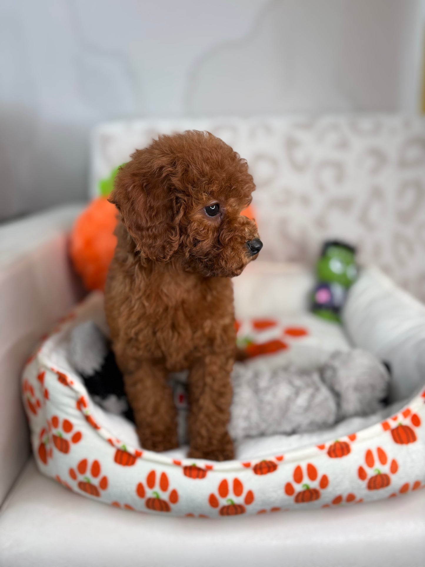 Red Female Miniture Poodle  (Deposit Only, Please Read The Description Below‼️)