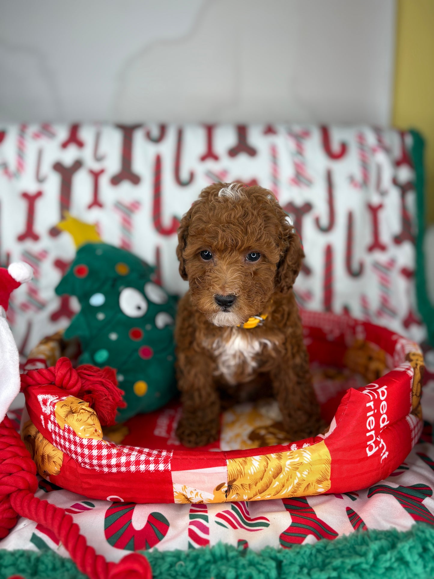 Dark Red And White Male Toy Poodle (Deposit Only‼️Please Read The Description Below‼️)