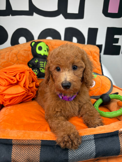 Red Female Miniature Poodle (Deposit Only ‼️ Please Read The DESCRIPTION Below‼️)