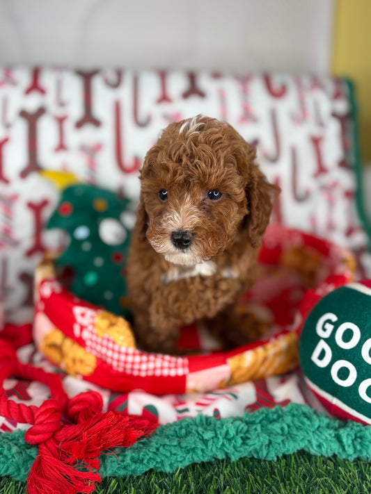 Red And White Male Toy Poodle (Deposit Only, Please Read The Description Below‼️)