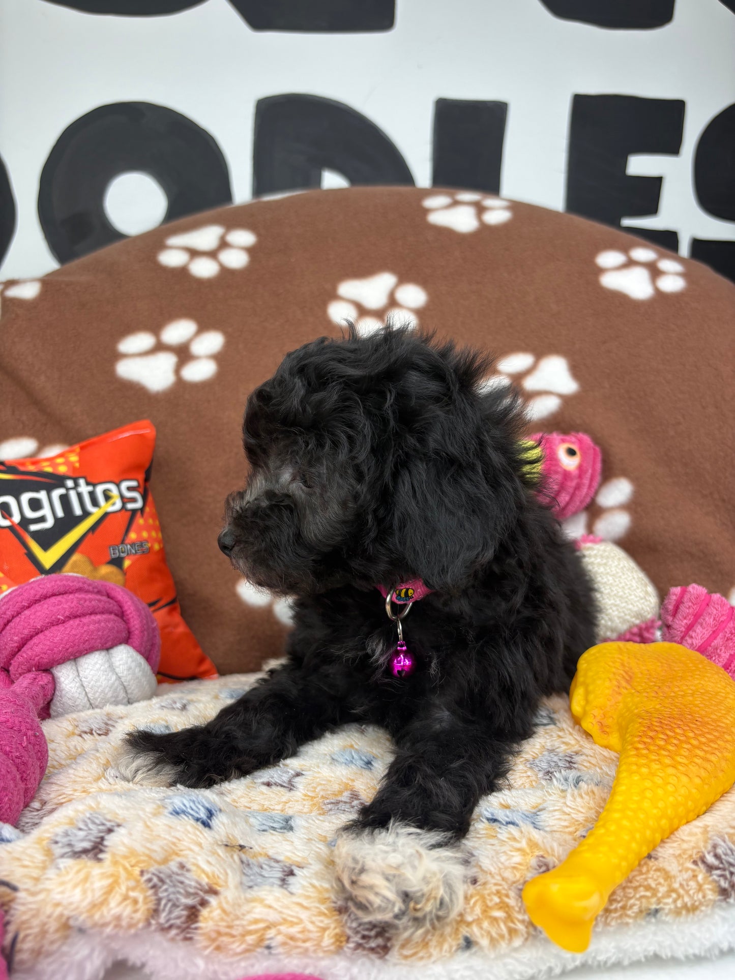 Black Male Toy Poodle (Deposit Only‼️Please Read The Description Below‼️)