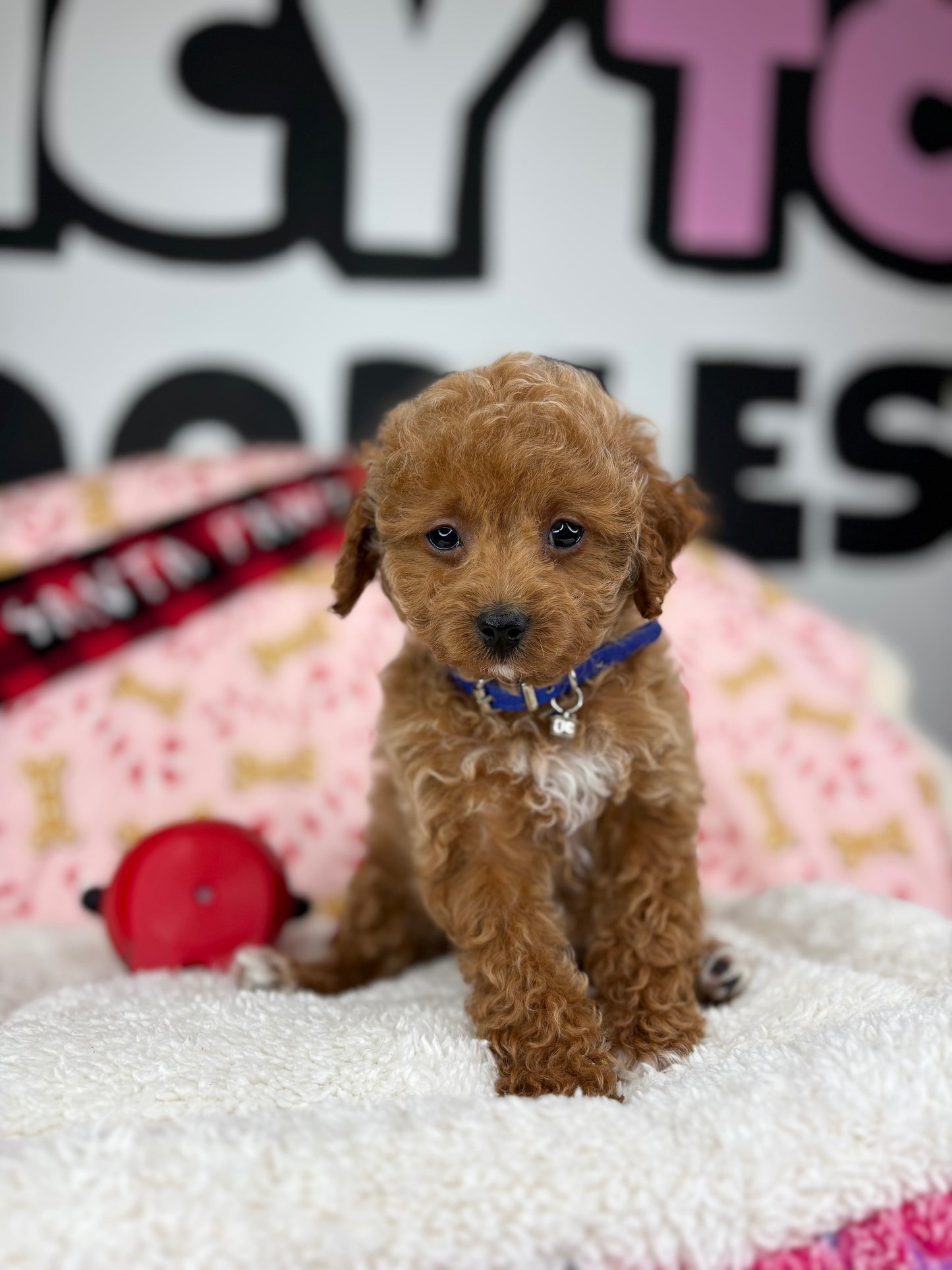 Red Male Toy Poodle 🐩 (Deposit Only‼️Please Read The Description Below‼️)