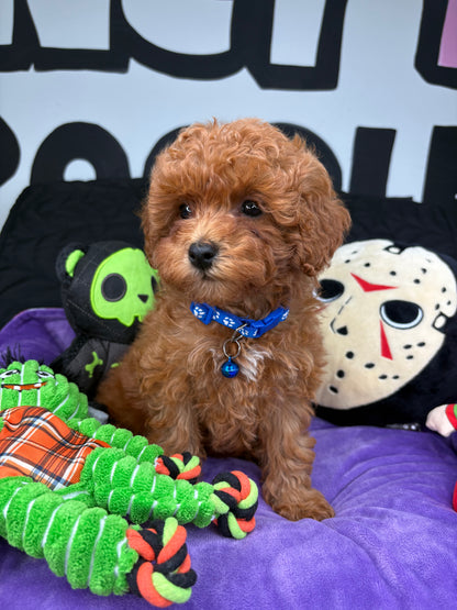 Red Female Toy Poodle ( Deposit Only, Please Read The DESCRIPTION Below‼️)