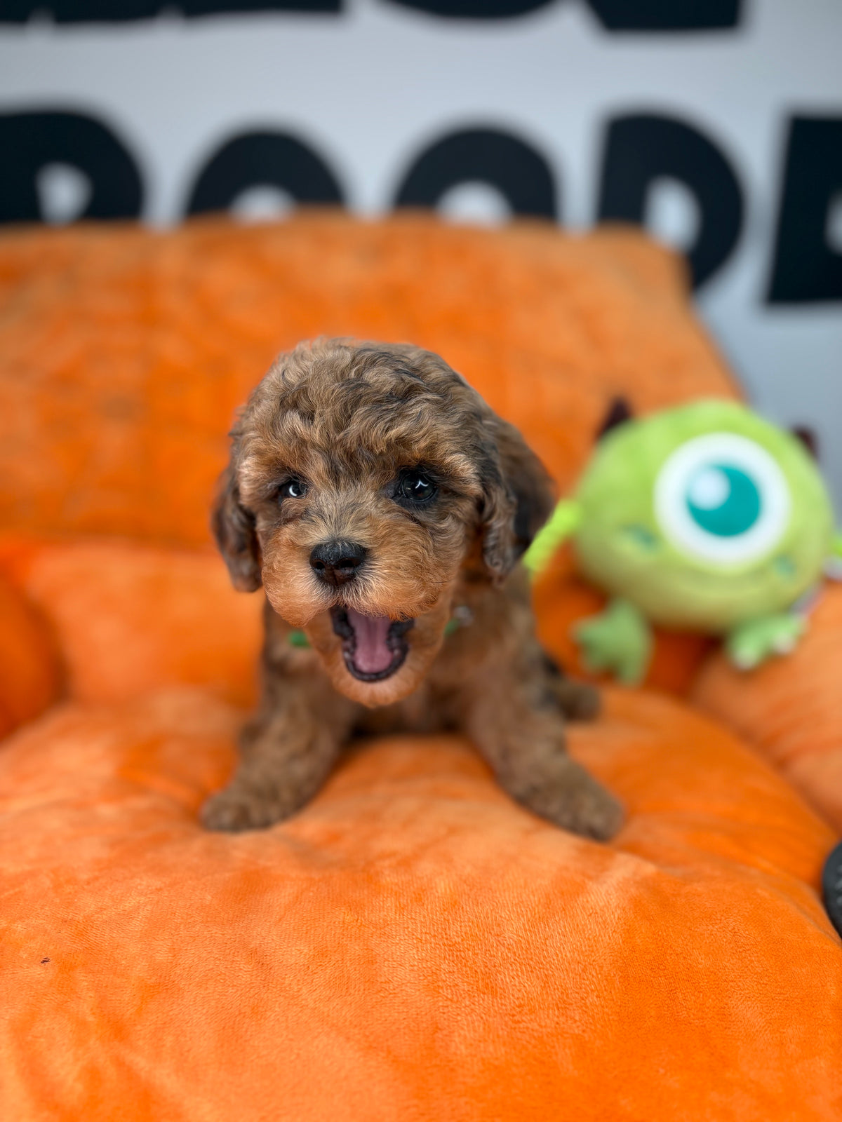 Merle Female Teacup Poodle ‼️(Deposit Only ‼️ Please Read The Description Below ‼️)