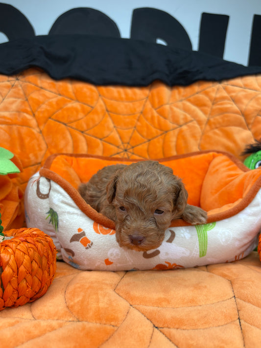 Christian The Apricot Teacup Poodle 🐩 (Deposit Only ‼️Please Read The Description Below‼️)