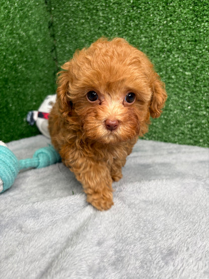 Zion The Micro Poodle (Deposit Only ‼️Please Read The DESCRIPTION Below‼️)