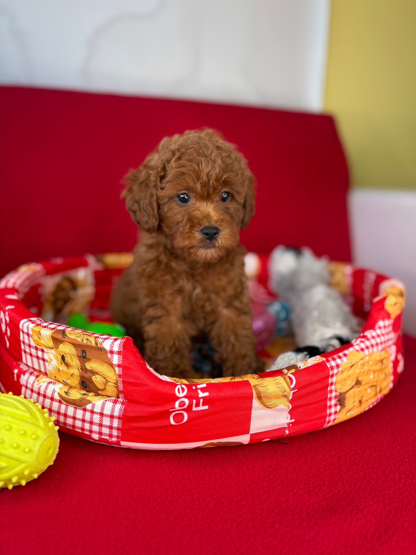 Dark Red Female Toy Poodle ( Deposit Only, Please Read The DESCRIPTION Below‼️)
