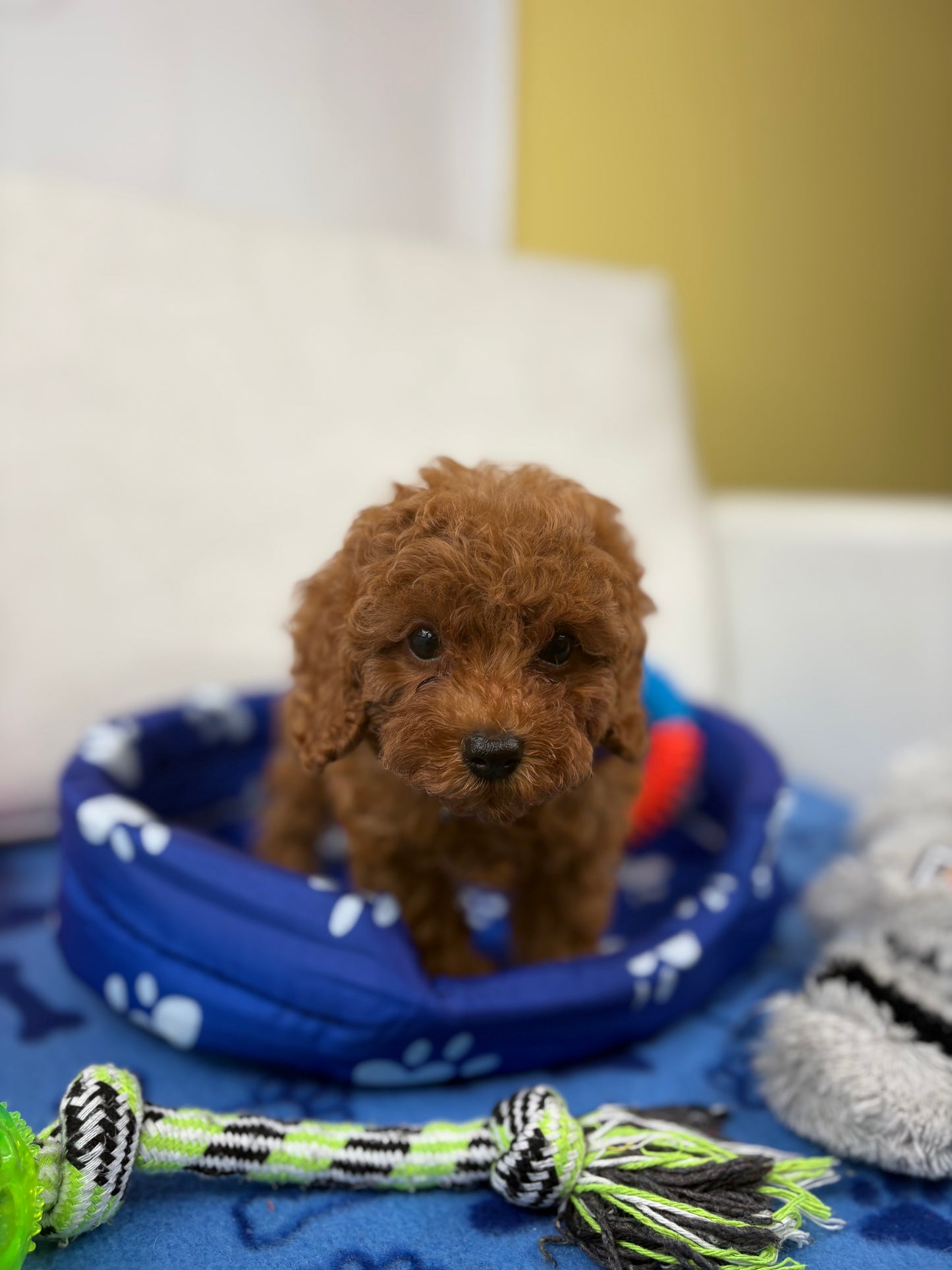Super Red Female Teacup Poodle (Deposit Only‼️Please Read The Description Below‼️)