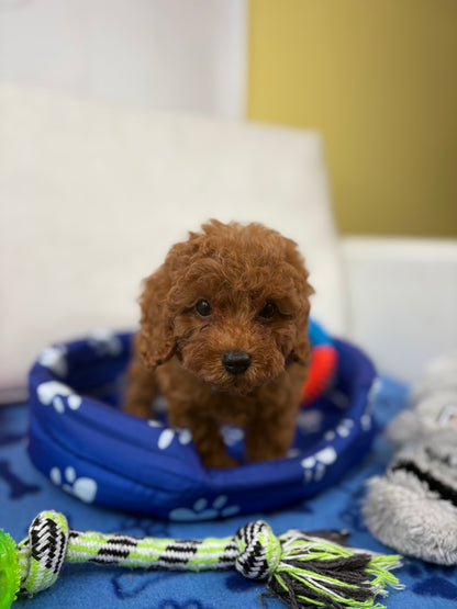 Super Red Female Teacup Poodle (Deposit Only‼️Please Read The Description Below‼️)