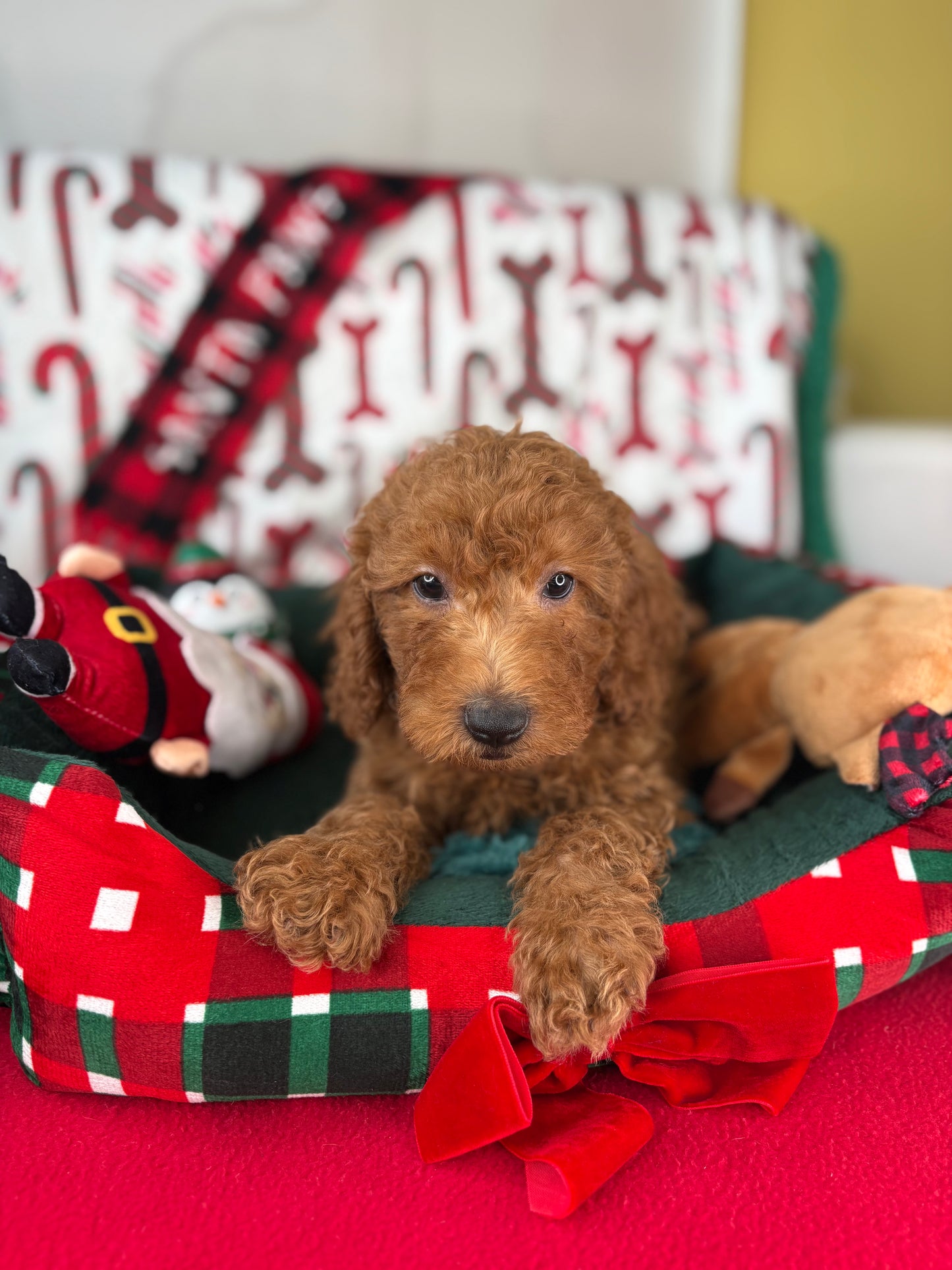 Red Male Miniature Poodle (Deposit Only ‼️ Please Read The DESCRIPTION Below‼️)