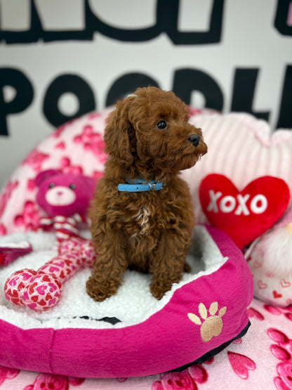 Dark Red Male Toy Poodle (Deposit Only‼️Please Read The Description Below‼️)