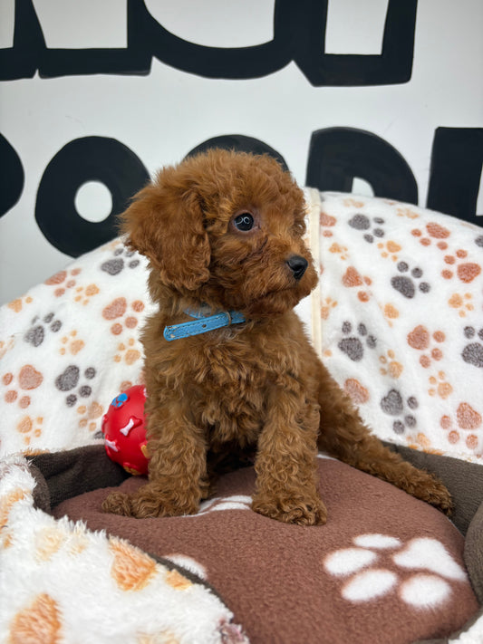 Red Male Toy Poodle (Deposit Only ‼️ Please Read DESCRIPTION Below‼️)