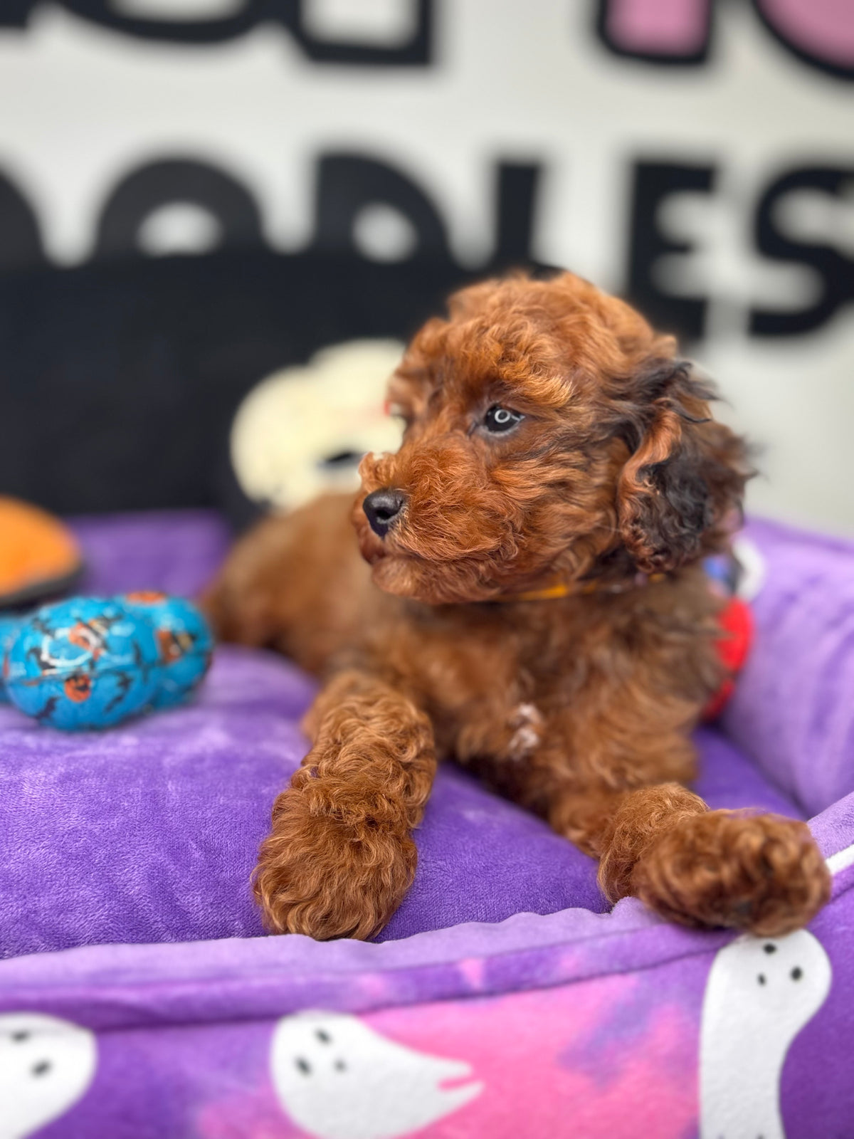 Brindle Male Toy Poodle (Deposit Only ‼️ Please Read DESCRIPTION Below‼️)