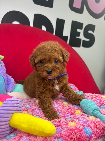 Dark Red Male Miniture Poodle (Deposit Only, Please Read The Description Below‼️)