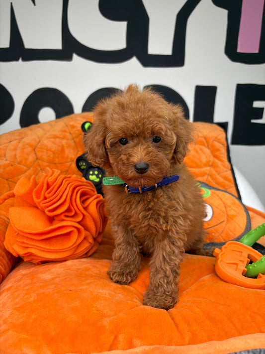 Red Female Teacup Poodle (Deposit Only Please Read The DESCRIPTION Below‼️