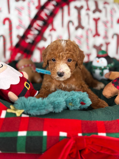 Red And White Male Teacup Poodle (Deposit Only‼️ Please Read The Description Below‼️)