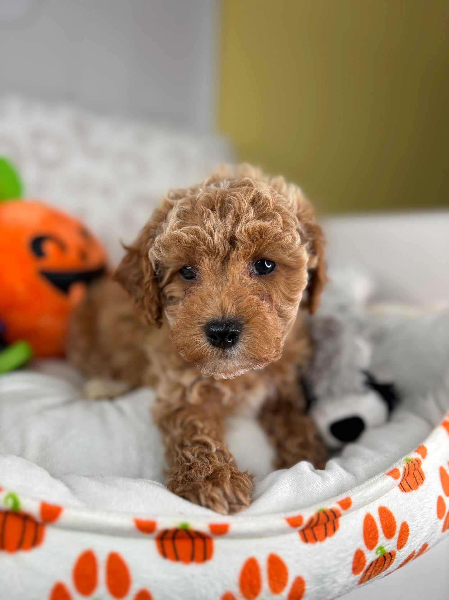 Apricot Male Toy Poodle (Deposit Only‼️Please Read The Description Below‼️)
