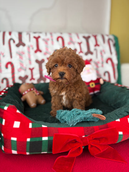 Red Female Teacup Poodle 🍫(Deposit Only‼️Please Read The Description Below‼️)