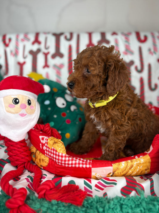 Dark Red Male Toy Poodle (Deposit Only ‼️ Please Read DESCRIPTION Below‼️)