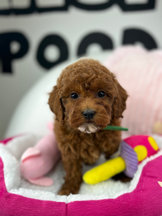Dark Red Female Toy Poodle (Deposit Only‼️ Please Read The DESCRIPTION Below‼️)