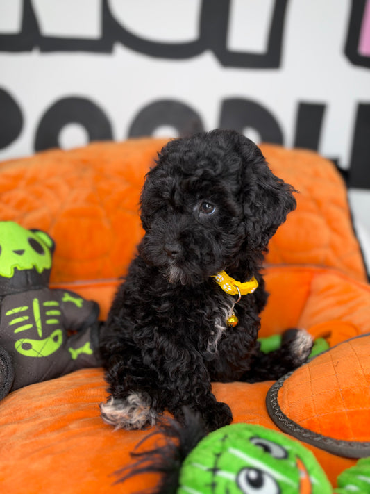 Black Male Toy Poodle (Deposit Only‼️Please Read The Description Below‼️)