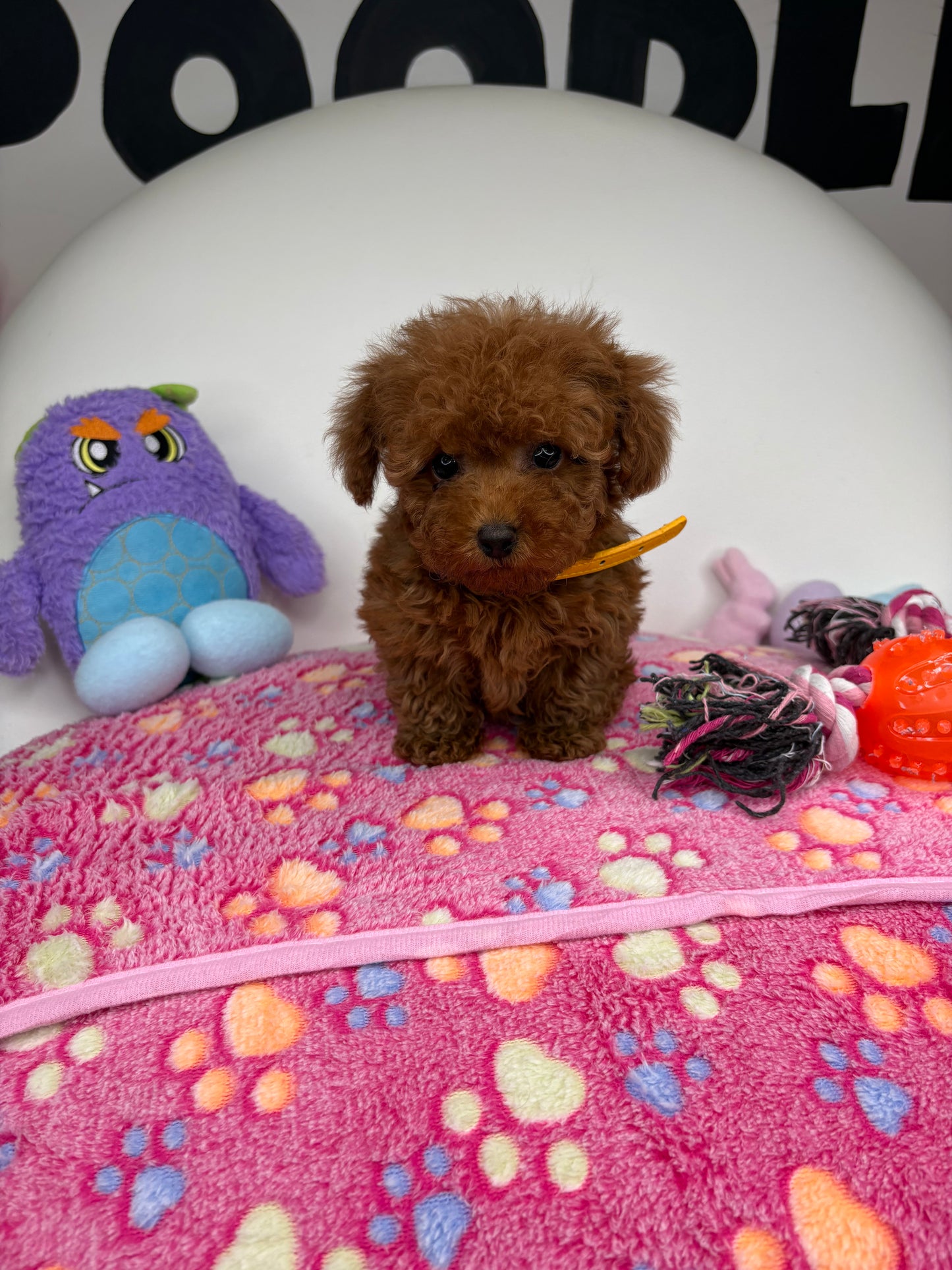 Dark Red Male Micro Poodle (Deposit Only ‼️ Please Read DESCRIPTION Below‼️)