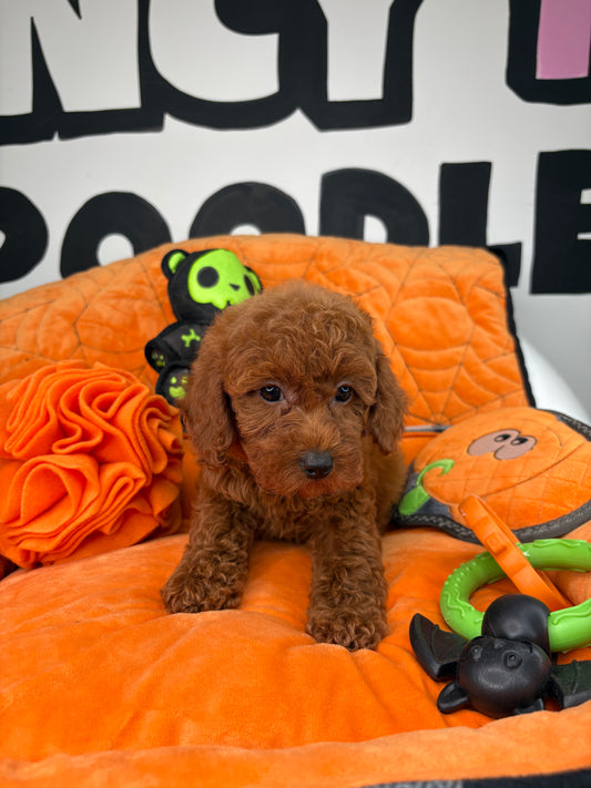 Dark Red Female Toy Poodle ( Deposit Only, Please Read The DESCRIPTION Below‼️)